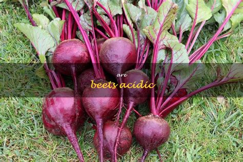 For the Love of Beets: Uncovering the Culinary and Cultural Significance of Beets