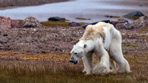 Forever Changed - The Impact of an Arctic Wildlife Experience