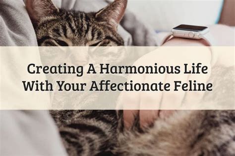 Fostering Happiness: Tips for a Harmonious Life with a Feline Companion