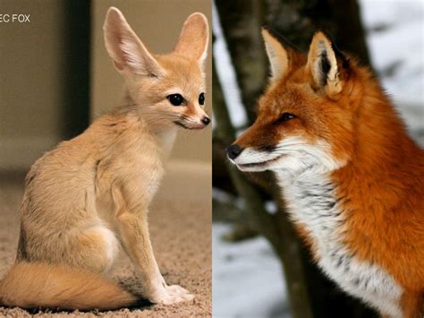 Foxes as pets: The legal and ethical considerations