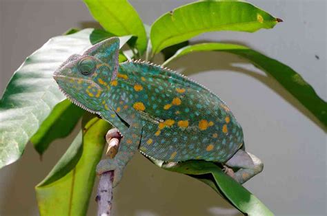 Frequently Asked Questions About Keeping a Chameleon as a Pet