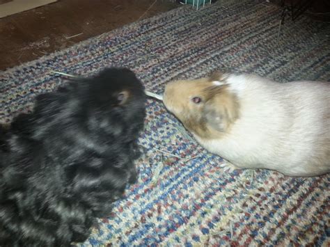 Frequently Asked Questions About Young Guinea Pigs, Addressed