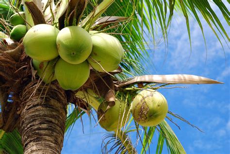 Fresh Young Coconuts: A Symbol of Tropical Paradise