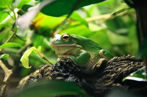 Frog Reveries: Exploring the Connection Between Frog Dreams and Emotional Healing