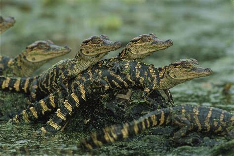 From Adorable Hatchlings to Formidable Predators: Alligators at Different Life Stages