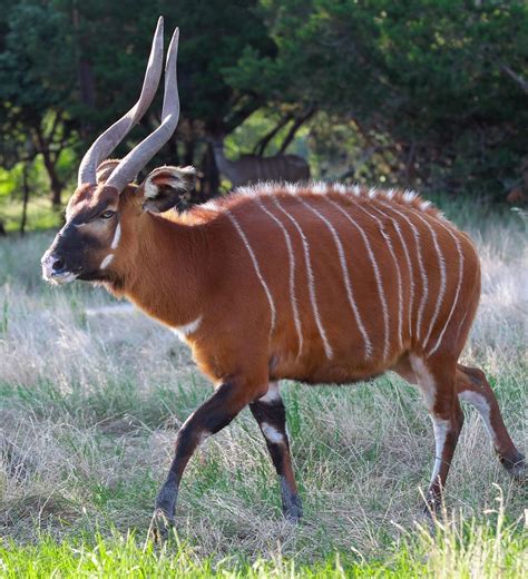 From Afar: The Majestic Antelope Species of Africa