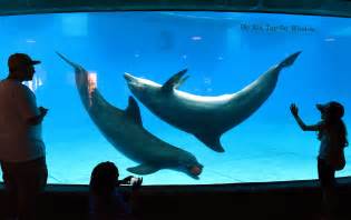 From Aquariums to Sanctuaries: Ethical Considerations for Dolphin Ownership