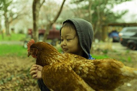 From Backyards to Arenas: The Evolution of Poultry Combat