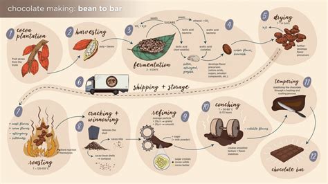 From Bean to Bar: The Journey of Chocolate Making