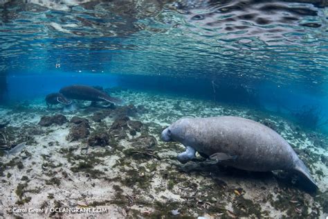 From Birth to Adulthood: A Fascinating Journey with a Young Manatee