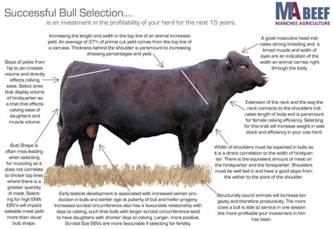 From Bull Selection to Bull Riding: Understanding the Bull Ownership Journey