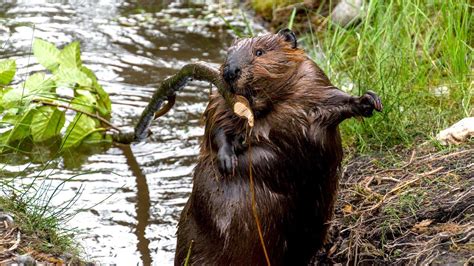 From Dam Builders to Wildlife Supporters: Beavers and their Impact on Other Species