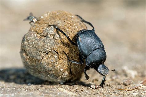 From Dung to Art: Unveiling the Unexpected Creativity of Dung Beetles