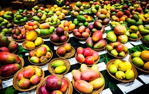 From Ecuador to India: Mango Festivals Around the World