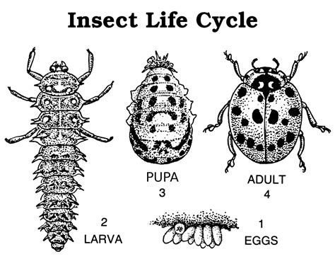 From Egg to Adult: The Incredible Lifecycle of a Majestic Insect