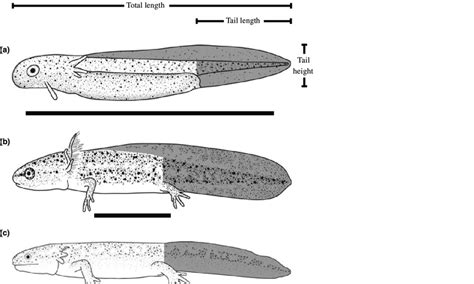 From Egg to Gills: The Early Stages of Salamander Development