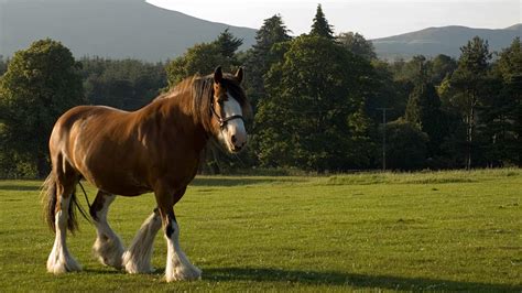 From Farm Work to Show Rings: Clydesdales' Versatility in Various Roles