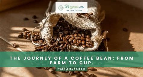 From Farm to Cup: The Journey of Coffee Beans