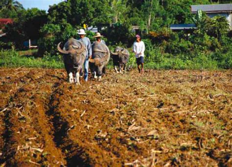 From Farm to Fashion: The Carabao's Contribution to Philippine Textiles