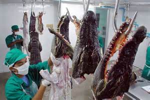 From Farm to Fork: How Crocodile Meat is Sourced and Prepared