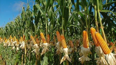 From Farm to Table: Exploring the Cultivation of Fresh Corn