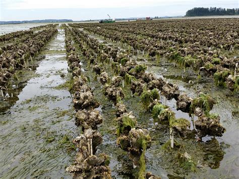 From Farm to Table: Mastering the Craft of Oyster Cultivation and Harvesting