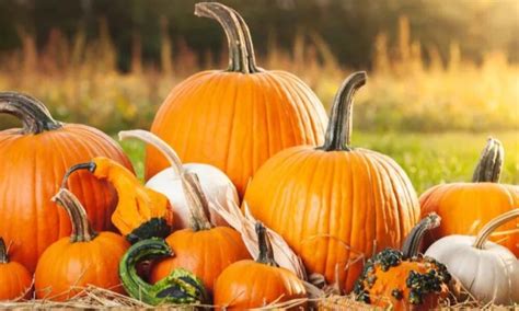 From Farm to Table: The Journey of a Pumpkin