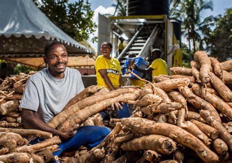 From Farm to Table: Understanding Cassava Processing