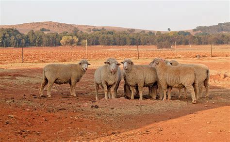 From Farm to Table: Understanding the Farming Practices that Make Mutton Irresistible