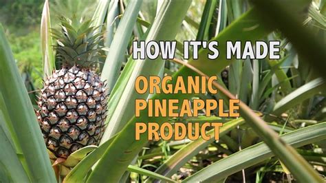 From Farms to Your Plate: Sustainability in the Pineapple Industry