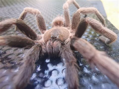 From Fear to Fascination: The Psychological Implications of Tarantula Dreams