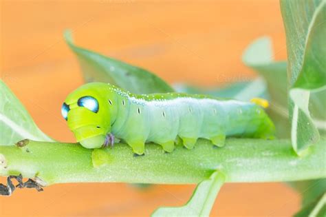 From Fear to Hope: Overcoming Nightmares featuring Worm Caterpillars