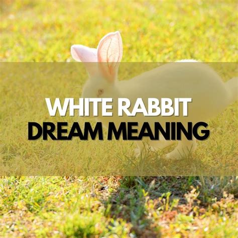 From Fertility to Transformation: Examining the Different Interpretations of Rabbit and Egg Dreams