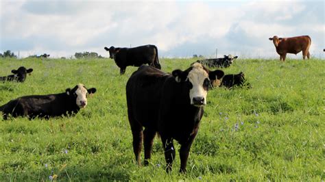 From Field to Plate: A Journey through the Beef Industry