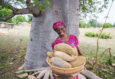 From Field to Plate: The Journey of Baobab Fruit and Its Impact on Local Communities