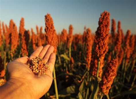 From Field to Plate: Tracing the Journey of Sorghum in African Agriculture