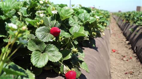 From Field to Table: The Journey of a Fresh Strawberry