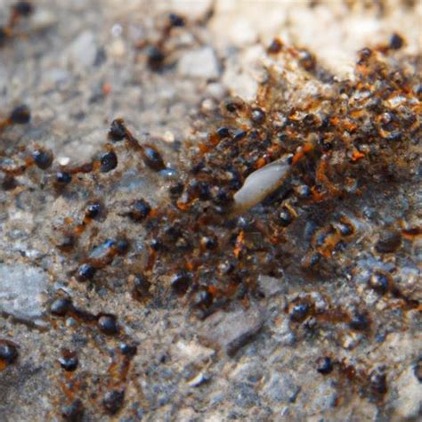 From Foraging to Nests and Colonies: Understanding the Behavior of Sugar Ants