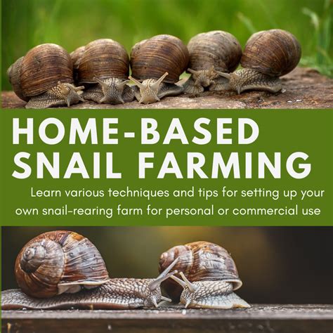 From Garden to Plate: How Snails Are Farmed for Food