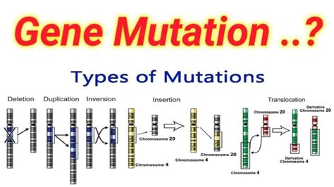 From Genetic Mutation to Cultural Phenomenon