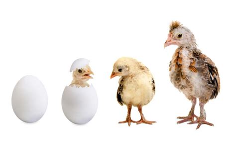 From Growing Chicks to Mature Chickens: Embracing the Fascinating Evolution