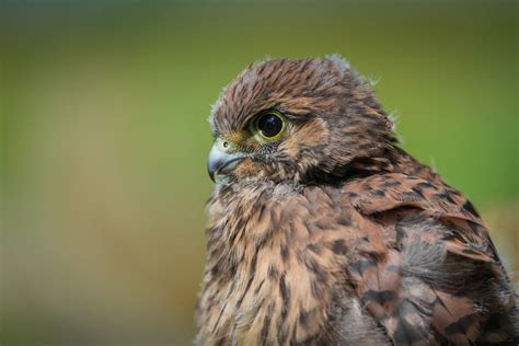 From Hatchling to Majestic Hunter: The Life Cycle of a Regal Aviator