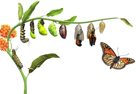 From Humble Beginnings to Majestic Beauty: The Metamorphosis of the Caterpillar