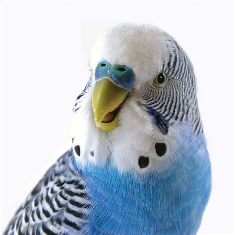 From Imaginary Friends to Furry Companions: Blue Budgies as Pets