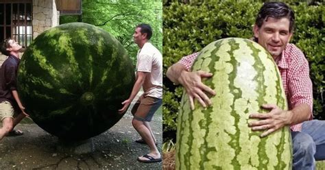 From Imagination to Reality: Growing the World's Largest Watermelon