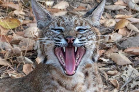 From Locals to Celebrities: Bobcat Bite's Devoted Following