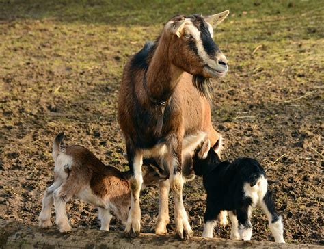 From Loveliness to Fellowship: The Advantages of Possessing a Young Goat