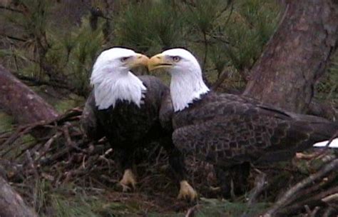 From Mating Rituals to Lifelong Partnerships: Exploring Animal Pairs