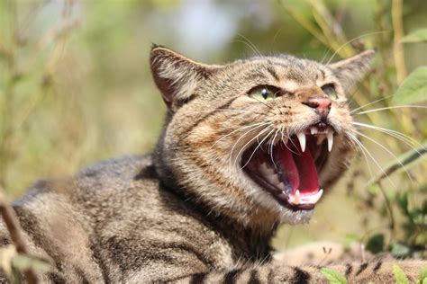 From Myth to Reality: Legendary Accounts of Massive Wild Cats