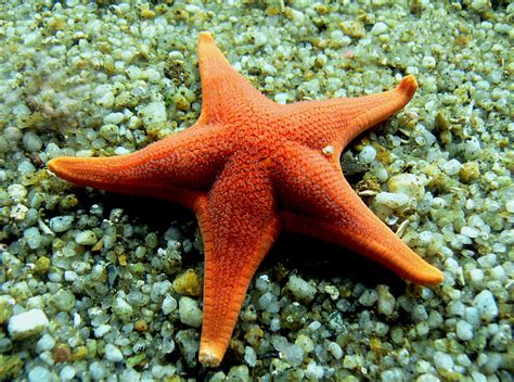 From Myth to Reality: The Discovery of Enormous Starfish Species